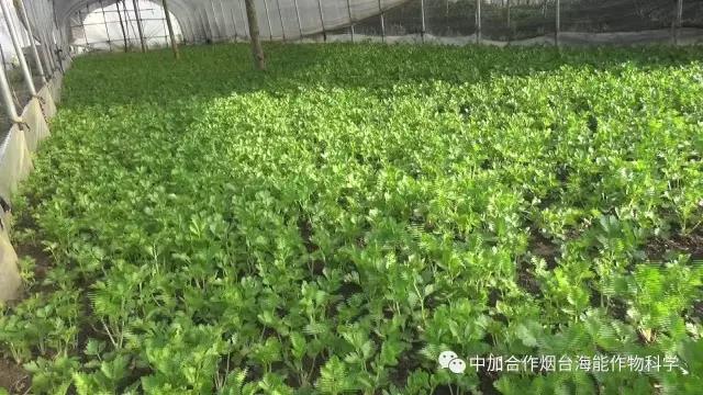 顆粒水溶肥