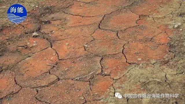 大量元素水溶肥