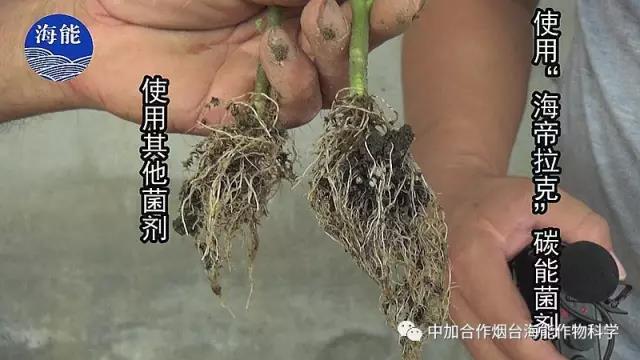 大量元素水溶肥