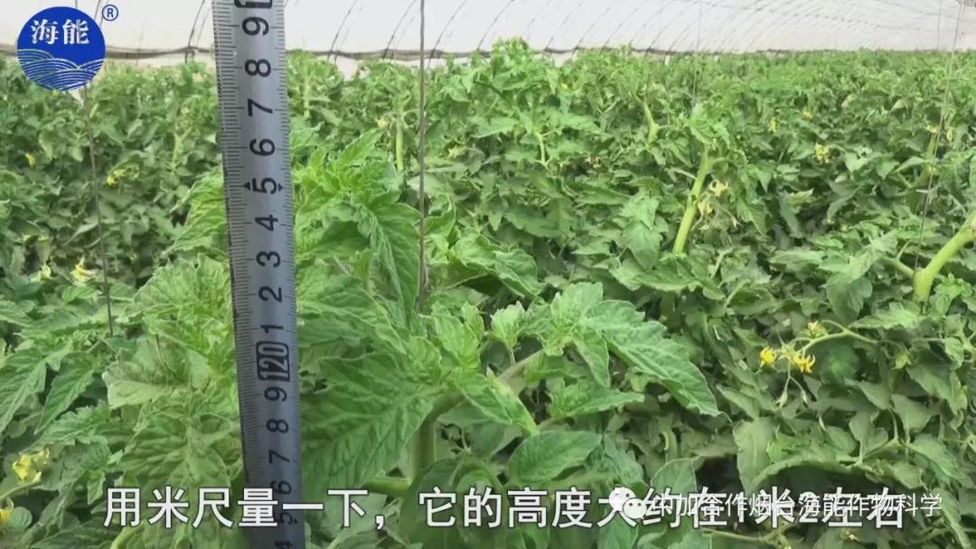 膨果水溶肥