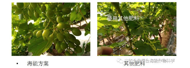 香蕉视频啪啪生物高品質葡萄全程“傻瓜式”施肥方案