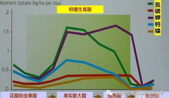 不同種類肥料對柑橘果實膨大的影響